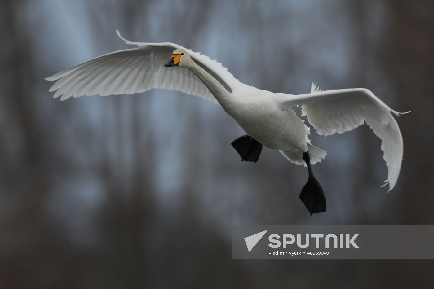 Russia Wildlife Swans