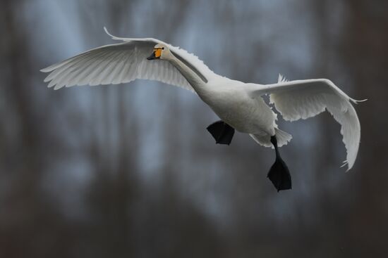 Russia Wildlife Swans