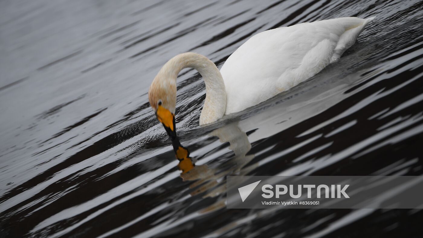 Russia Wildlife Swans