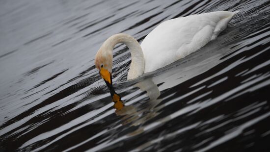 Russia Wildlife Swans