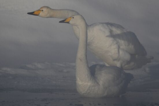 Russia Wildlife Swans