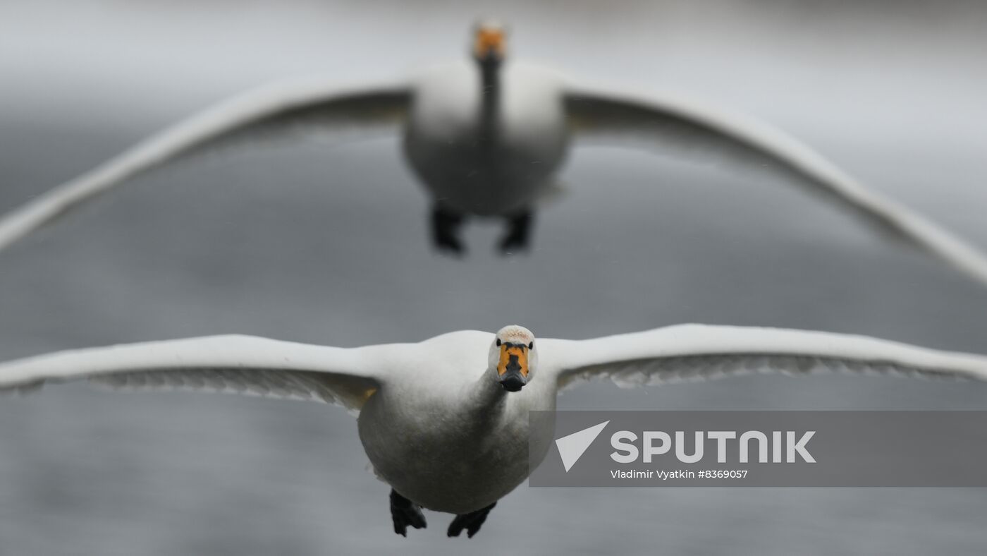 Russia Wildlife Swans