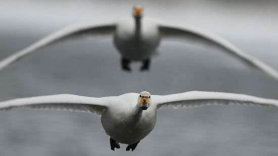 Russia Wildlife Swans