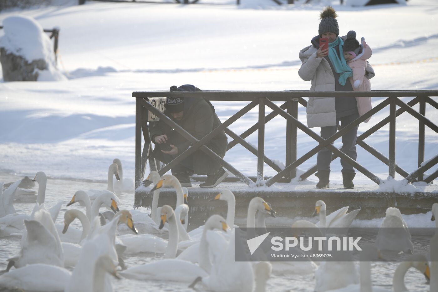 Russia Wildlife Swans
