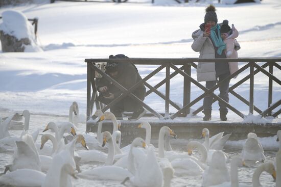 Russia Wildlife Swans