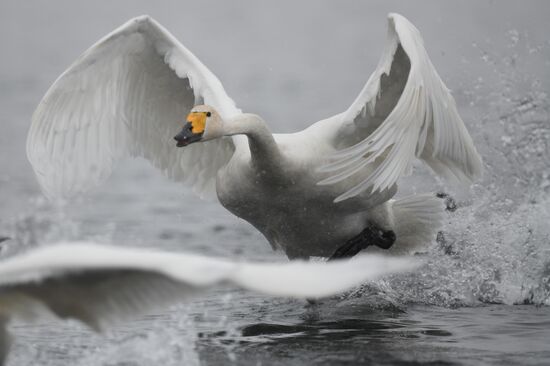 Russia Wildlife Swans