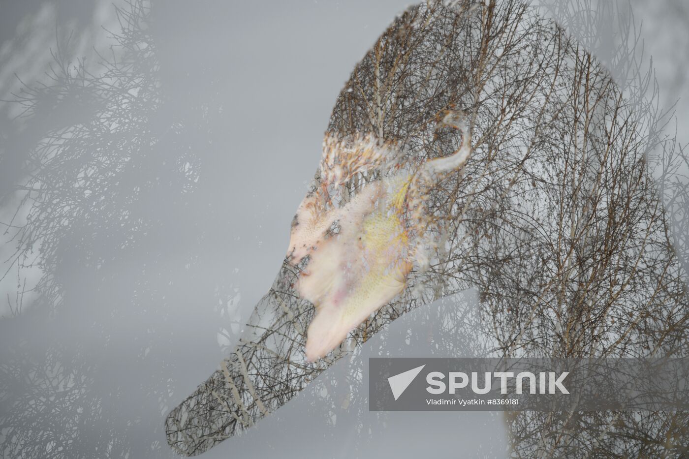 Russia Wildlife Swans