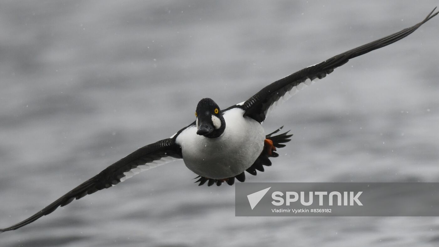 Russia Wildlife Swans