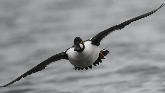Russia Wildlife Swans