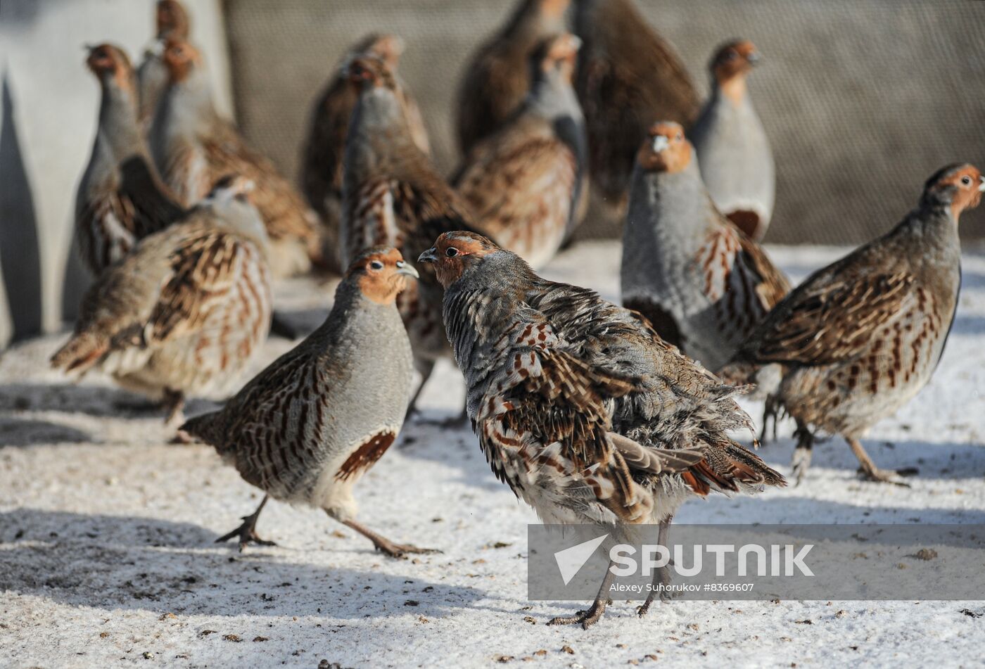 Russia Agriculture Poultry Farming