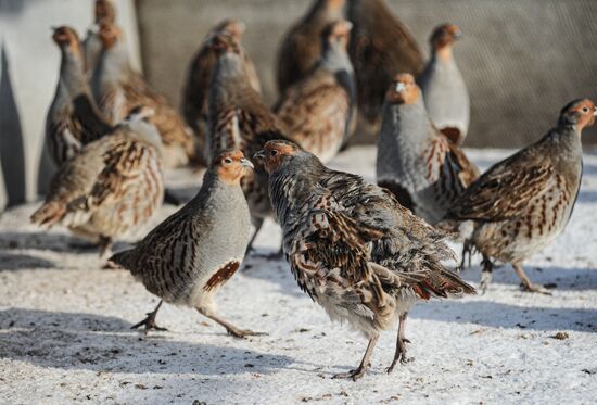 Russia Agriculture Poultry Farming