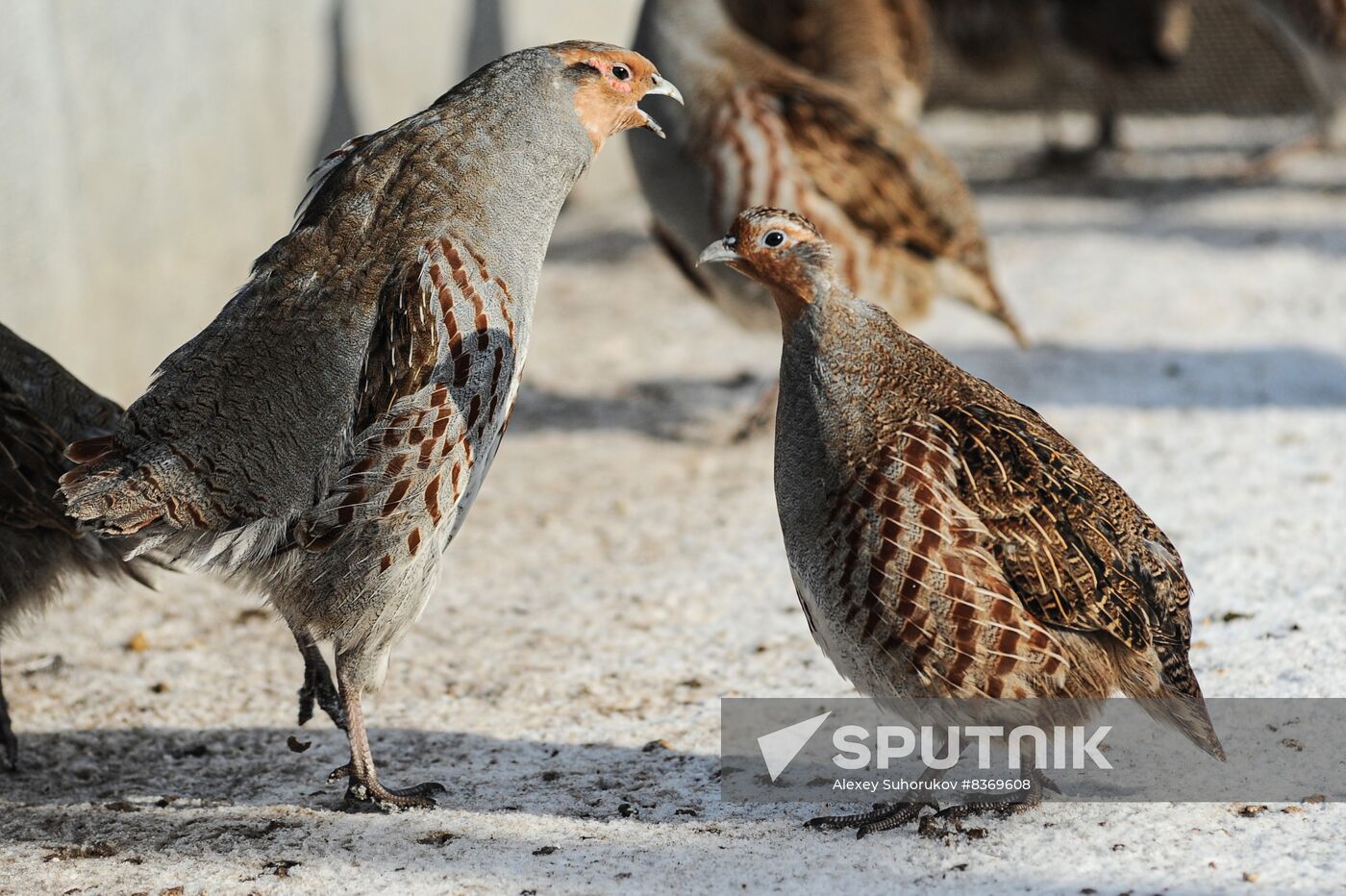 Russia Agriculture Poultry Farming