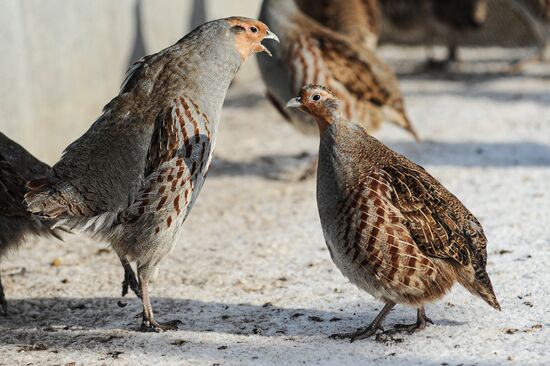 Russia Agriculture Poultry Farming