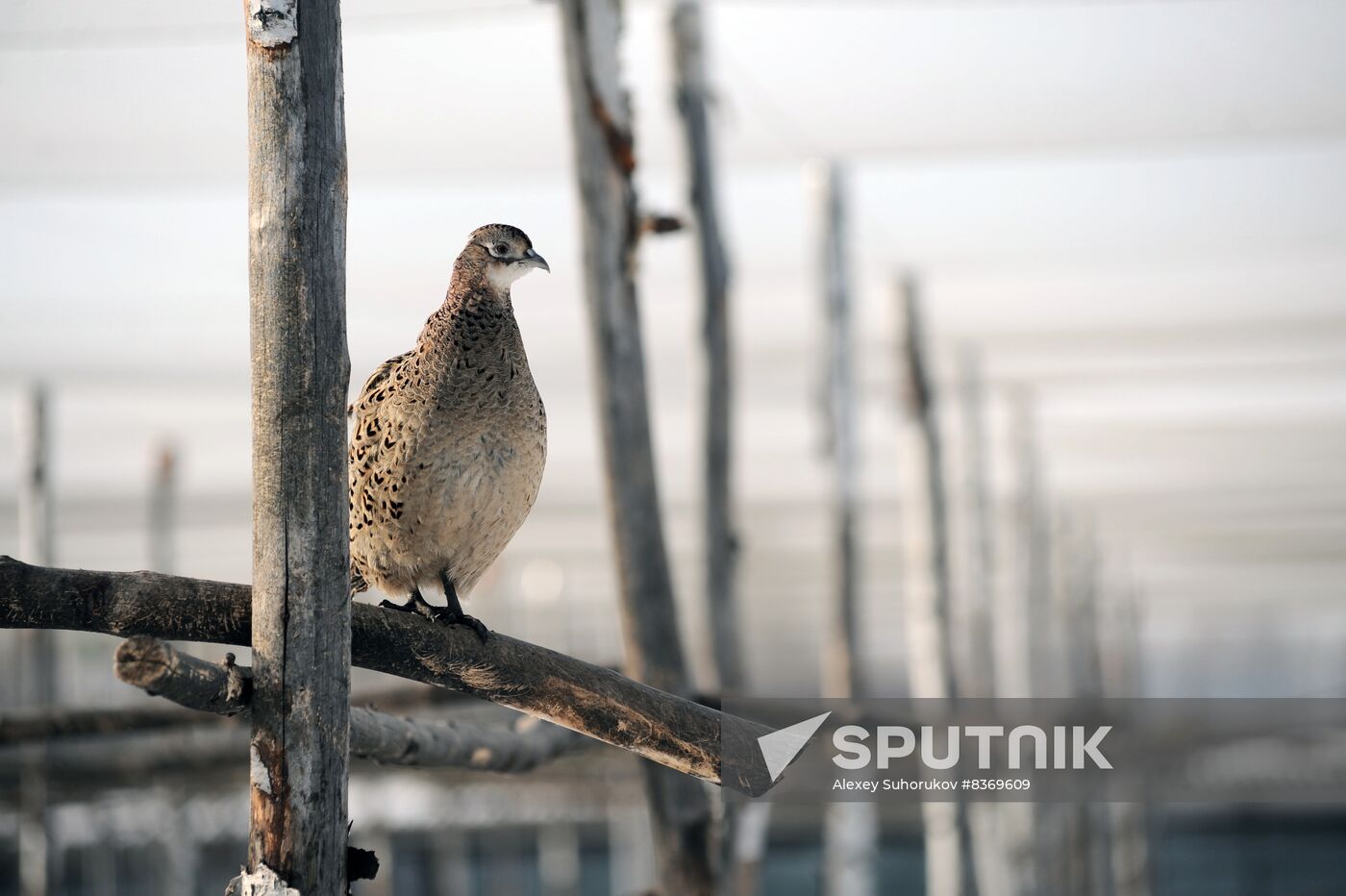 Russia Agriculture Poultry Farming