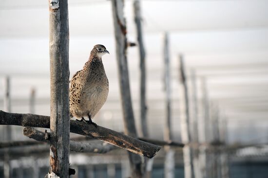 Russia Agriculture Poultry Farming