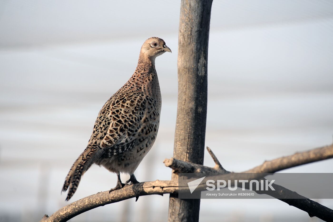 Russia Agriculture Poultry Farming
