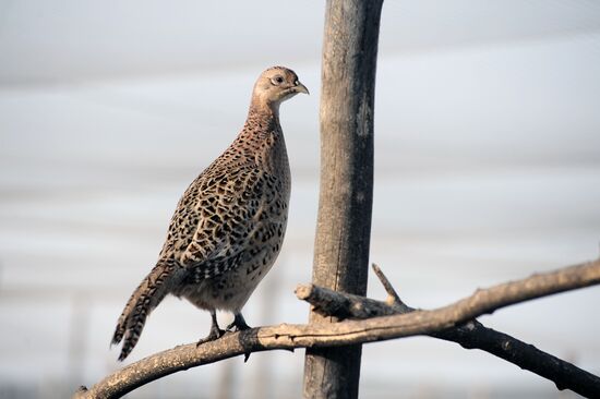 Russia Agriculture Poultry Farming