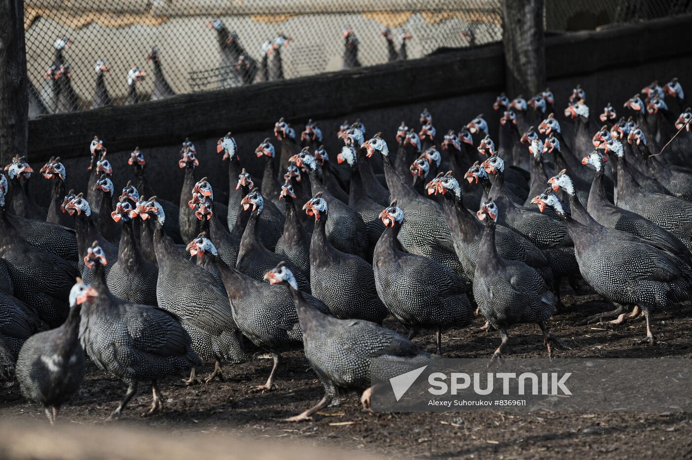 Russia Agriculture Poultry Farming