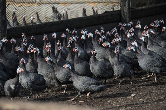 Russia Agriculture Poultry Farming