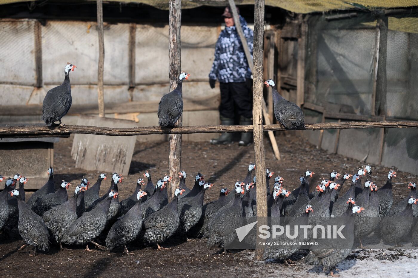 Russia Agriculture Poultry Farming