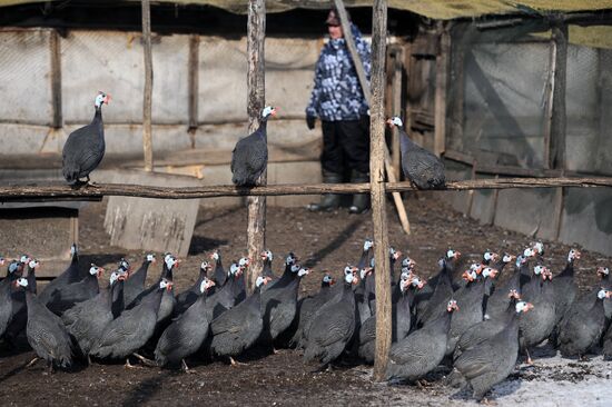 Russia Agriculture Poultry Farming