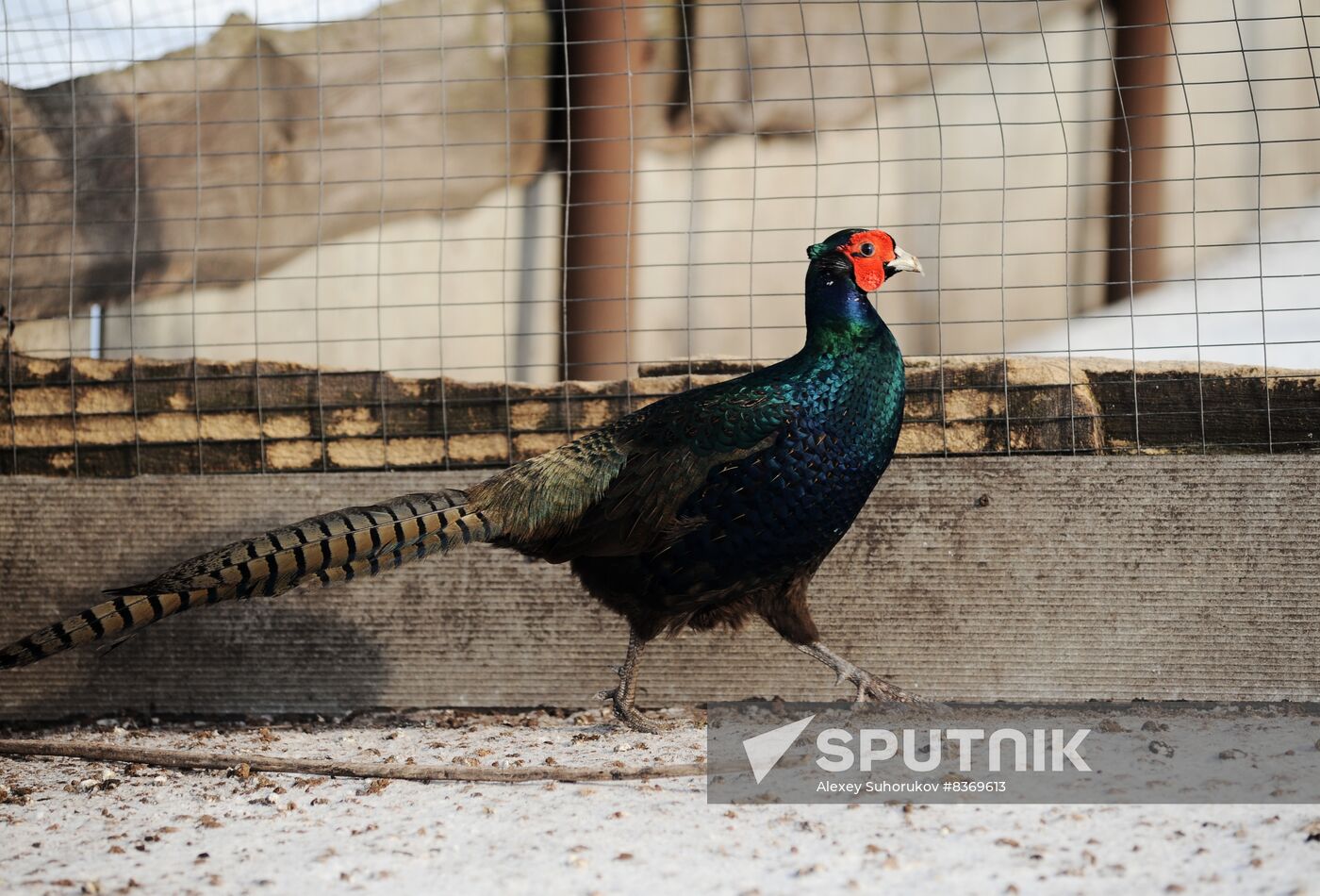 Russia Agriculture Poultry Farming