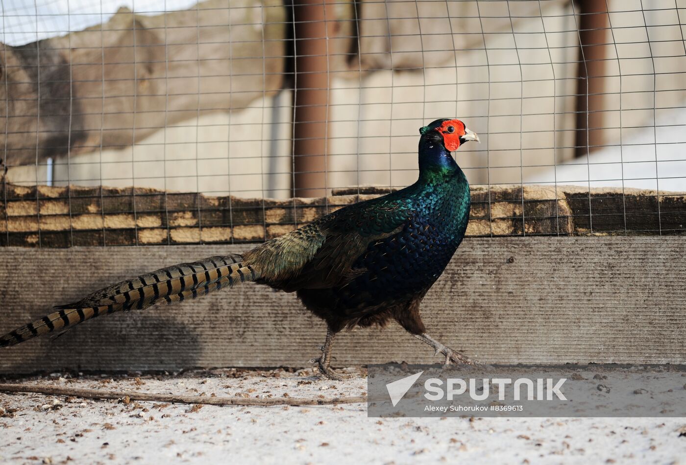 Russia Agriculture Poultry Farming