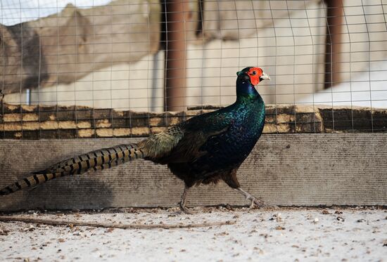 Russia Agriculture Poultry Farming