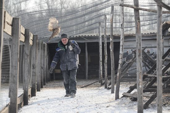 Russia Agriculture Poultry Farming