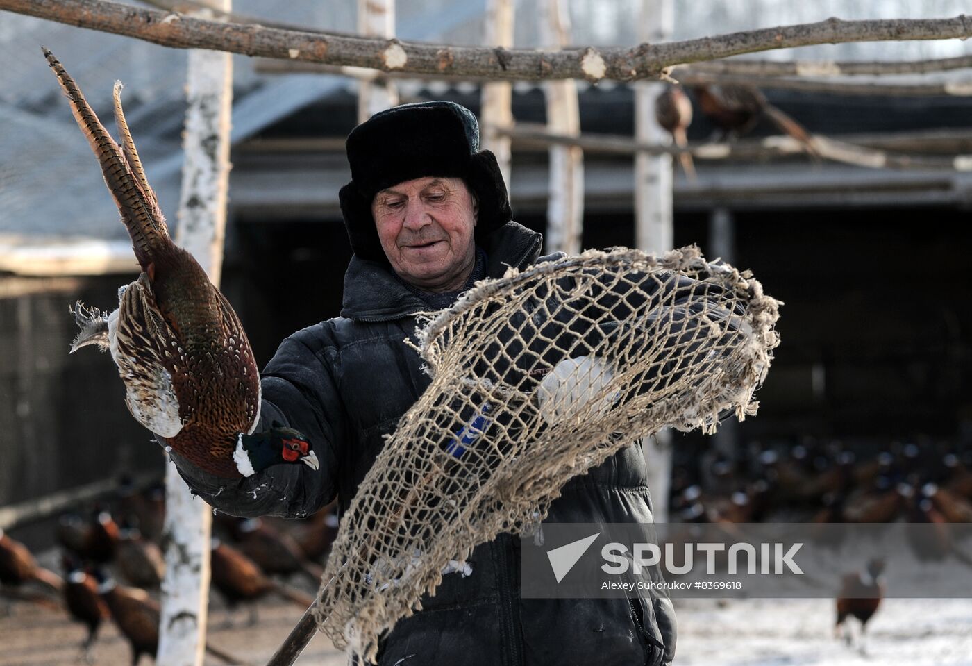 Russia Agriculture Poultry Farming