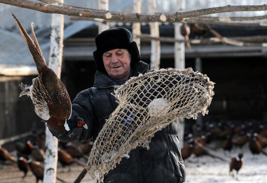 Russia Agriculture Poultry Farming