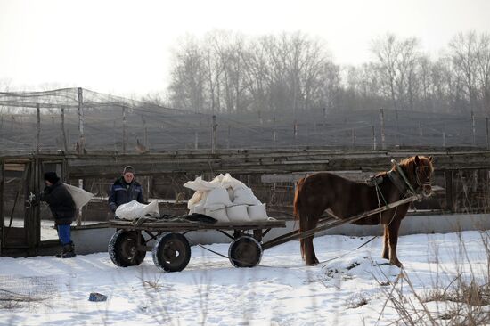 Russia Agriculture Poultry Farming