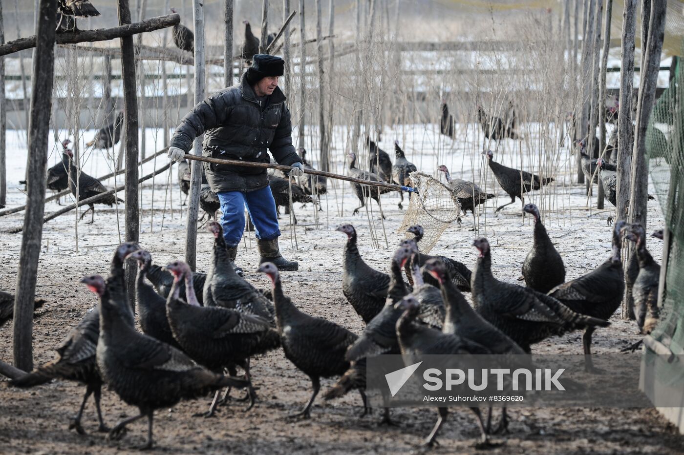 Russia Agriculture Poultry Farming