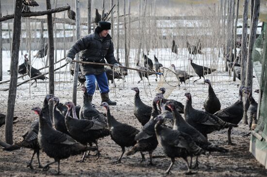 Russia Agriculture Poultry Farming