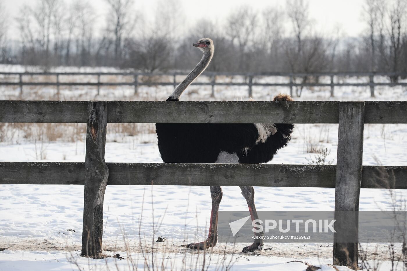 Russia Agriculture Poultry Farming