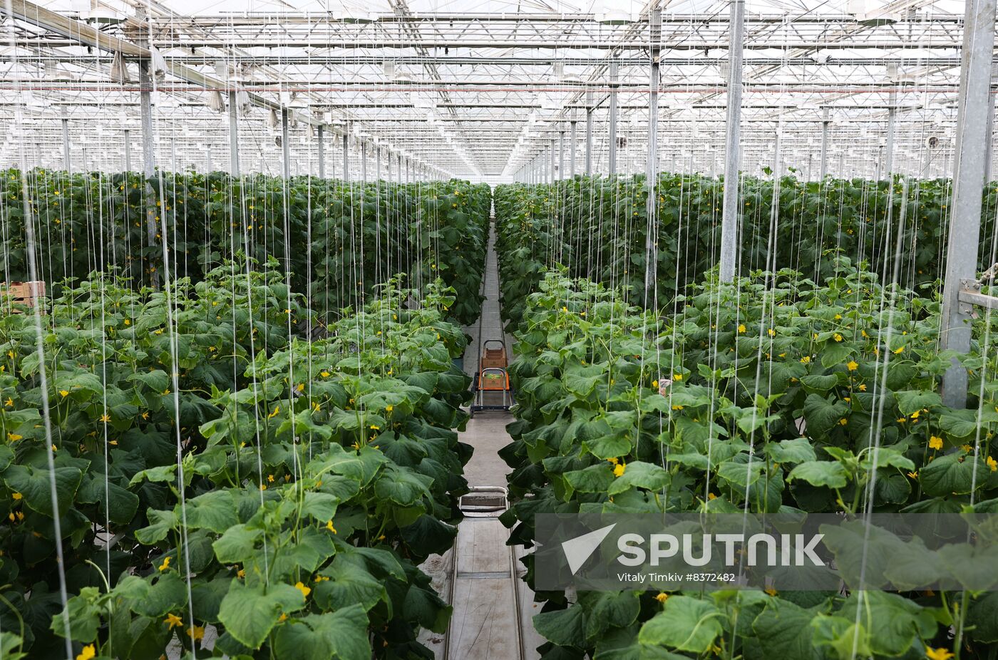 Russia Agriculture Greenhouse