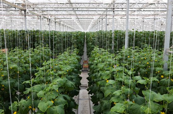 Russia Agriculture Greenhouse