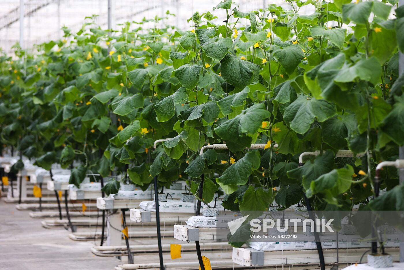 Russia Agriculture Greenhouse