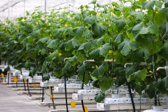 Russia Agriculture Greenhouse