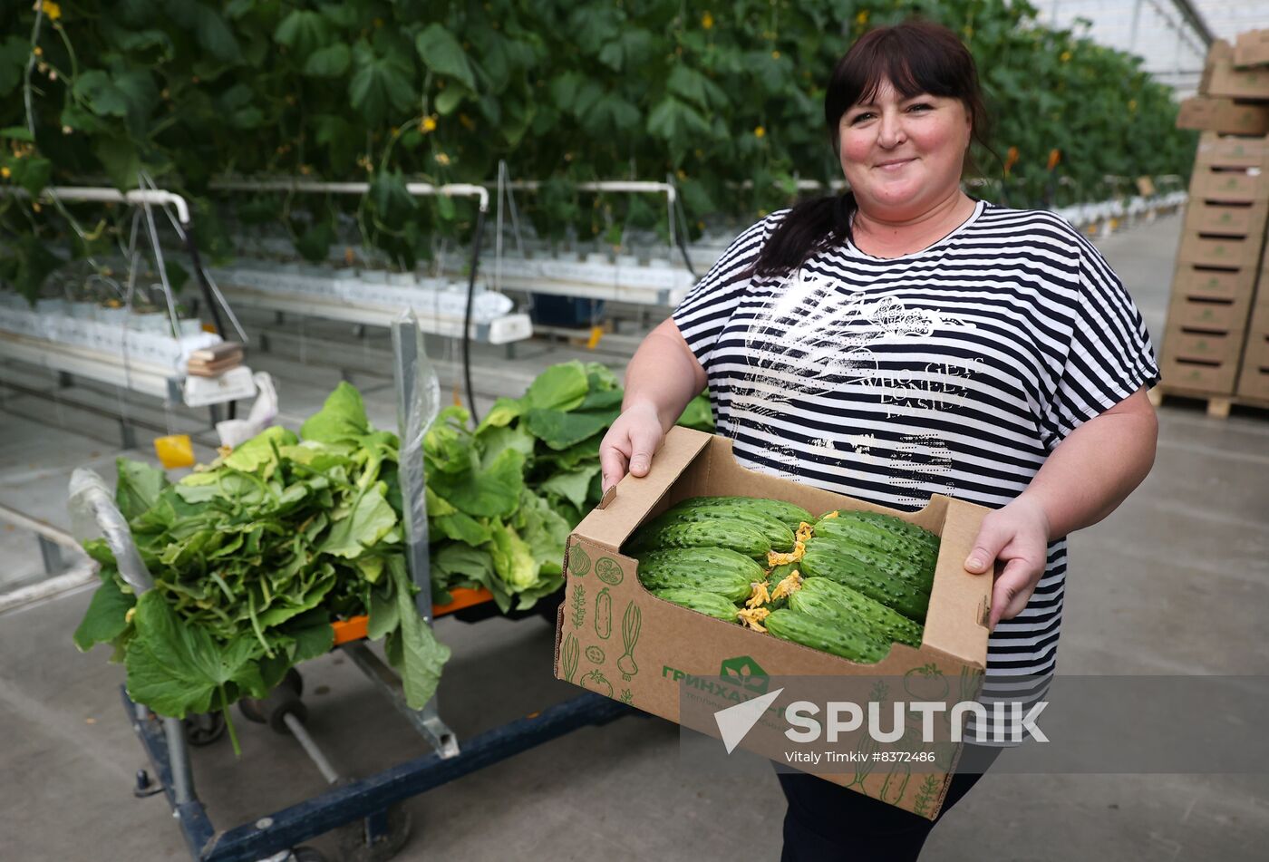 Russia Agriculture Greenhouse