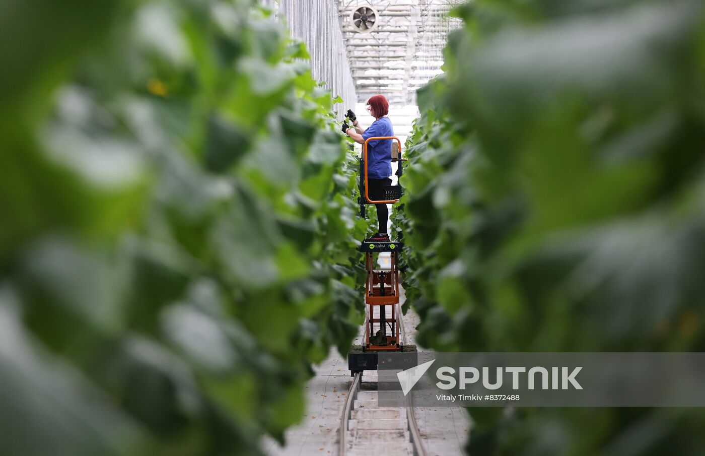 Russia Agriculture Greenhouse