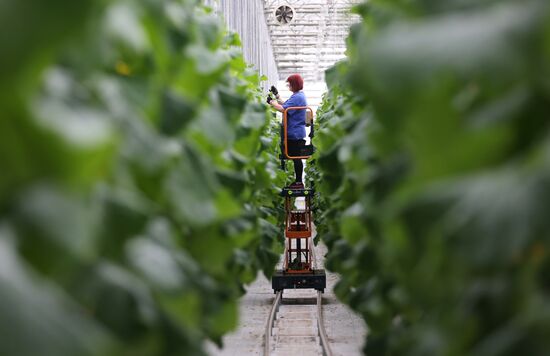 Russia Agriculture Greenhouse