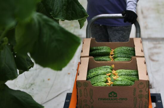 Russia Agriculture Greenhouse