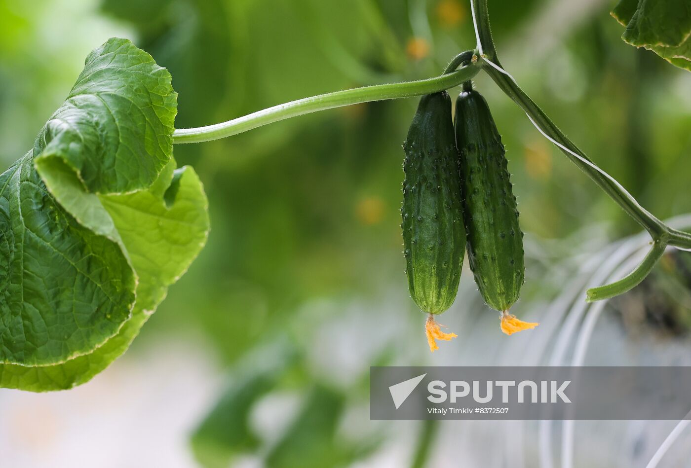 Russia Agriculture Greenhouse
