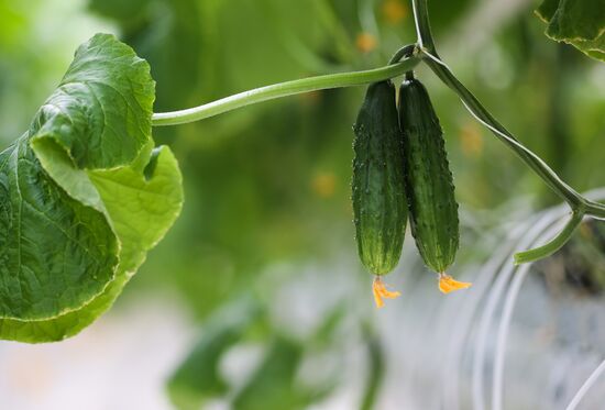 Russia Agriculture Greenhouse