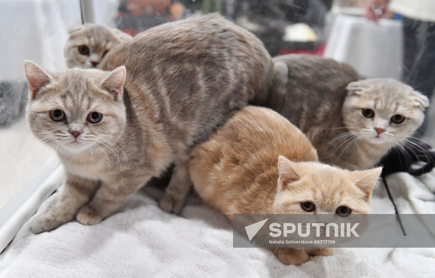 Russia Cat Show