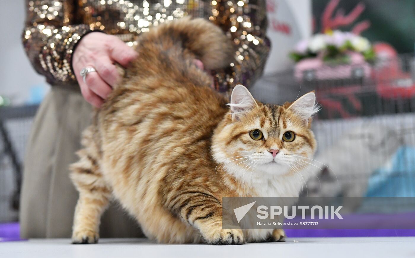 Russia Cat Show