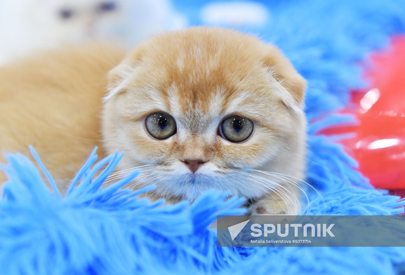 Russia Cat Show