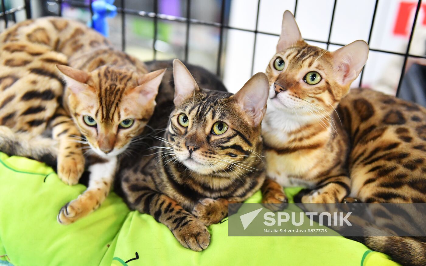 Russia Cat Show