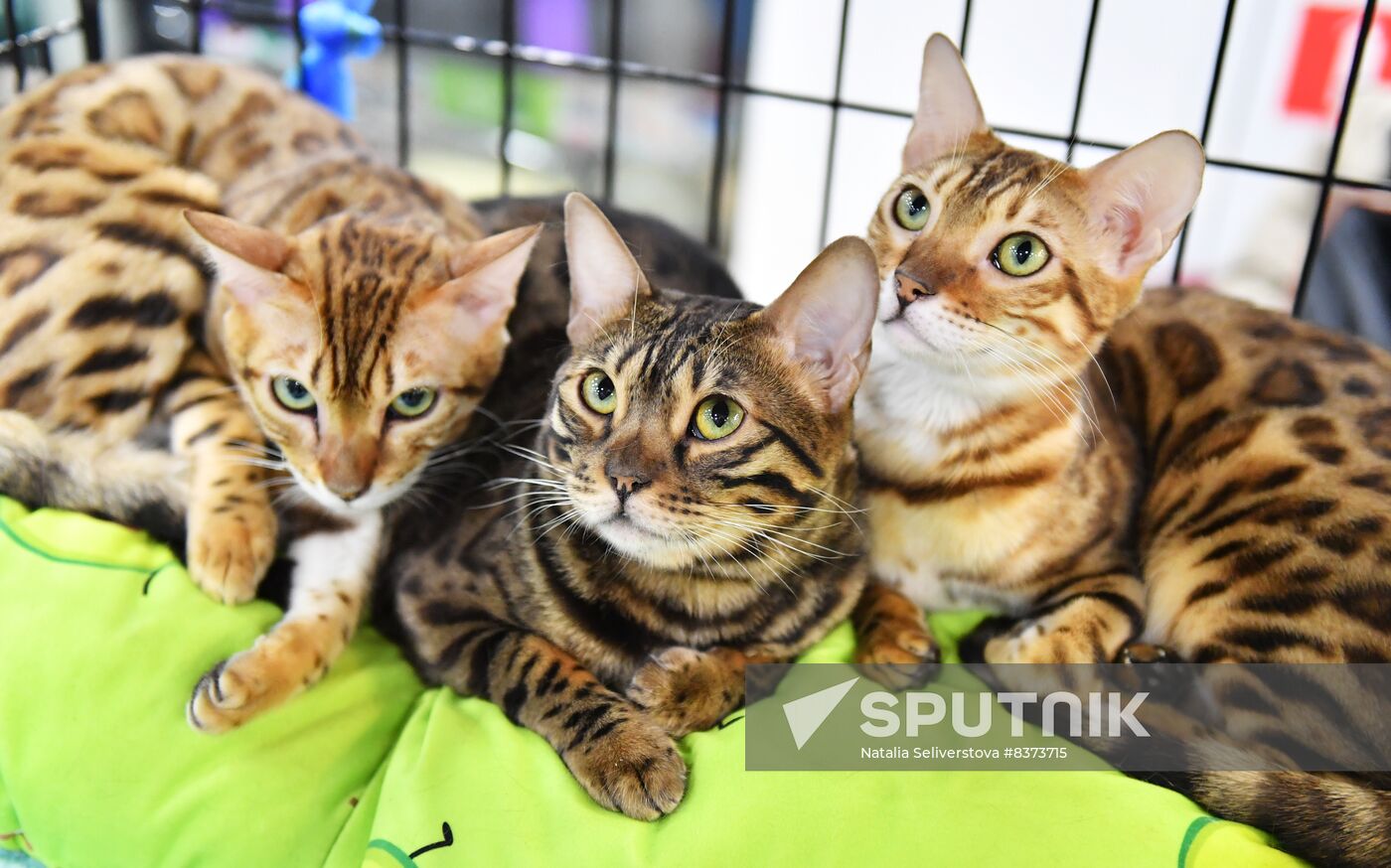 Russia Cat Show